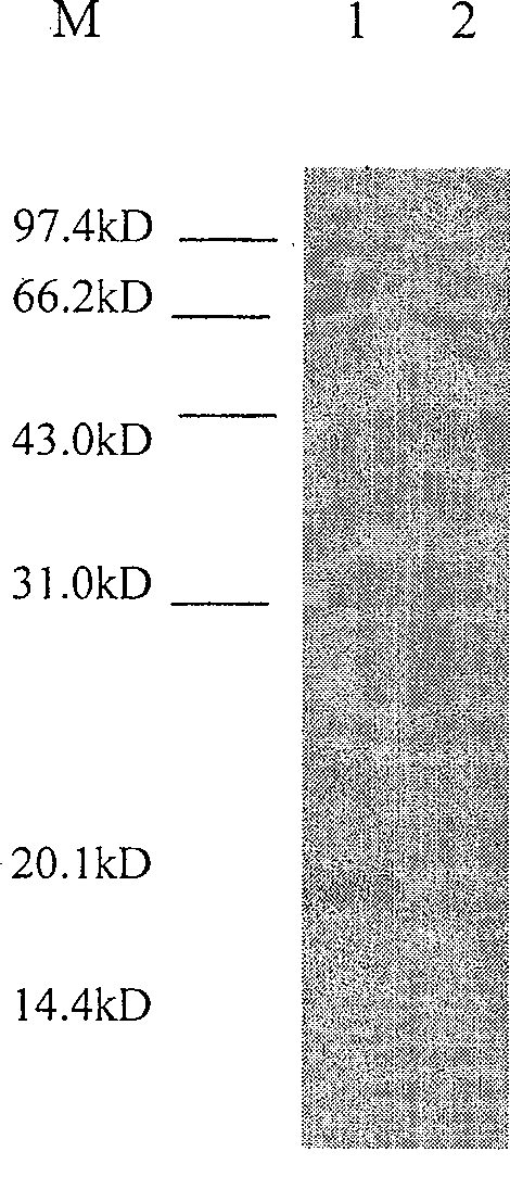 A fusion gene, it expressed protein and producing process thereof