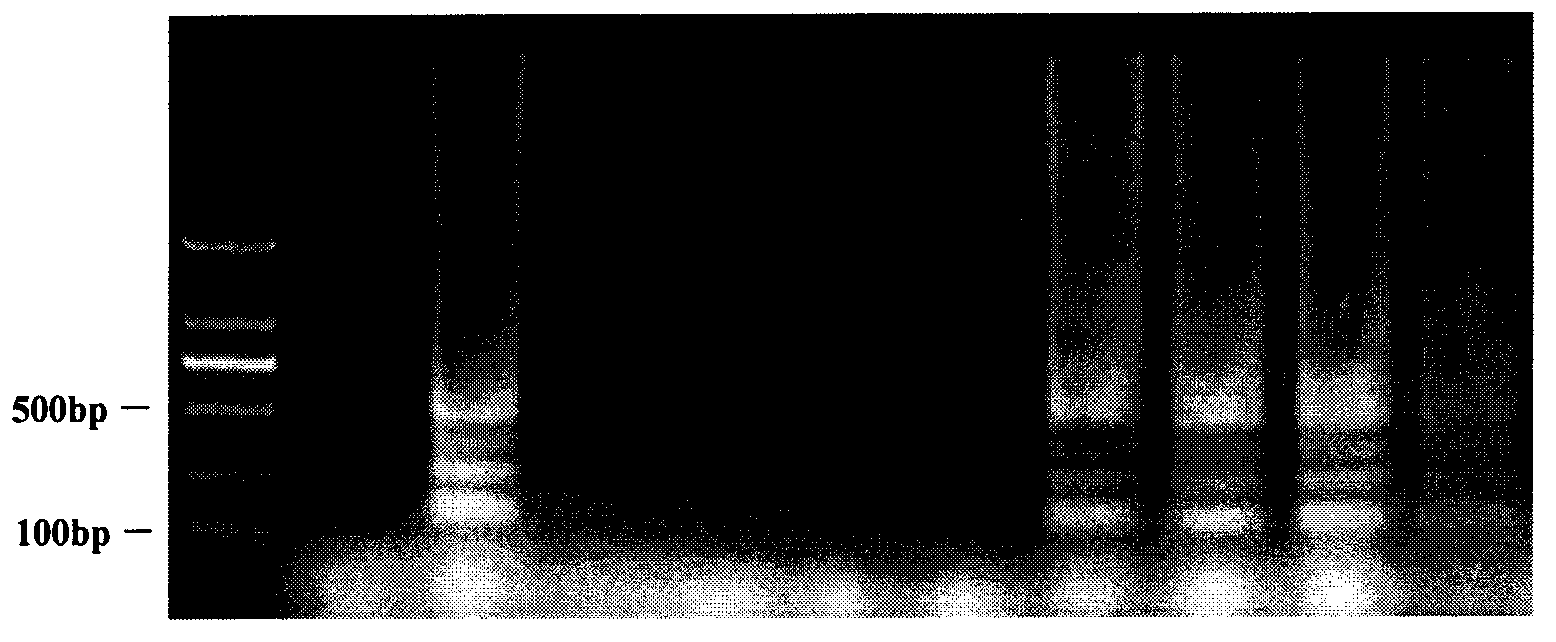 Method for rapid detection of transgenic rice line TT51-1