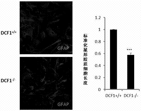 Application of dcf1 gene to regulate the expression of atp1b1