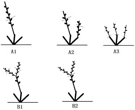 A florescence pruning method to promote high yield of dark red edible rose flowers