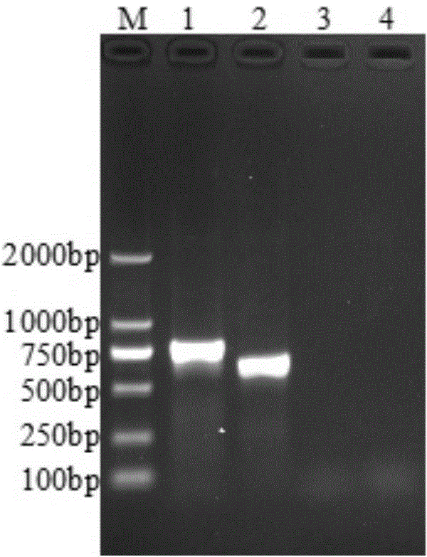 Molecular kit for rapidly identifying three types of piglet virus diarrhea and application of molecular kit