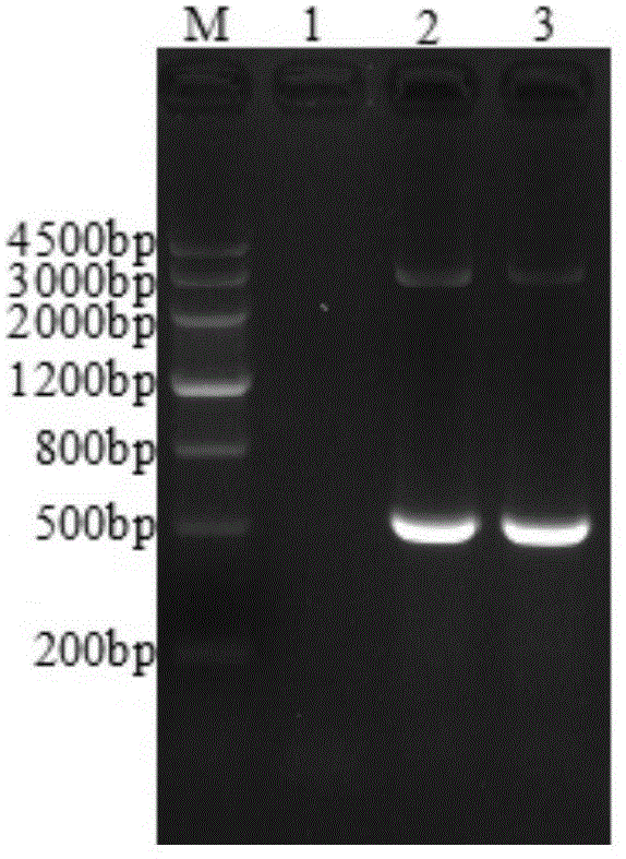 Molecular kit for rapidly identifying three types of piglet virus diarrhea and application of molecular kit