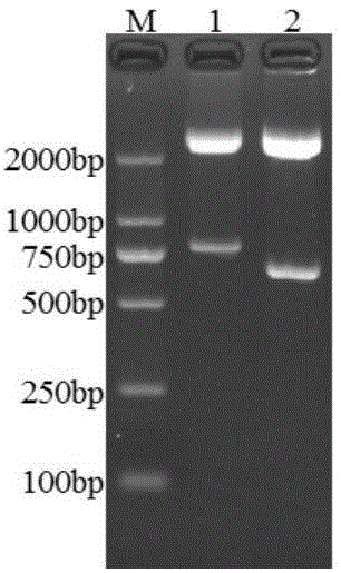 Molecular kit for rapidly identifying three types of piglet virus diarrhea and application of molecular kit