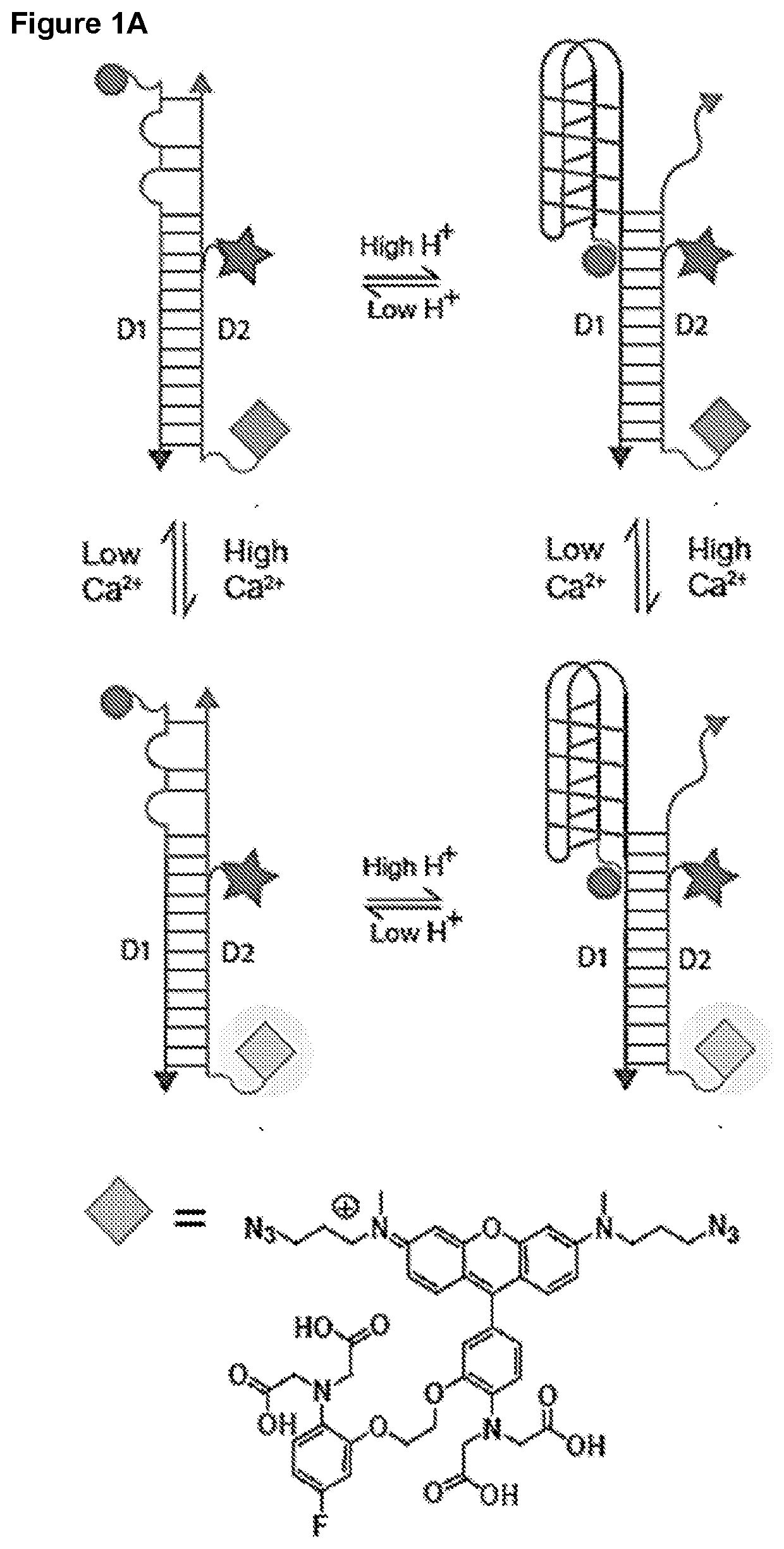 Methods of Determining pH and Calcium or Chloride Concentration in Samples