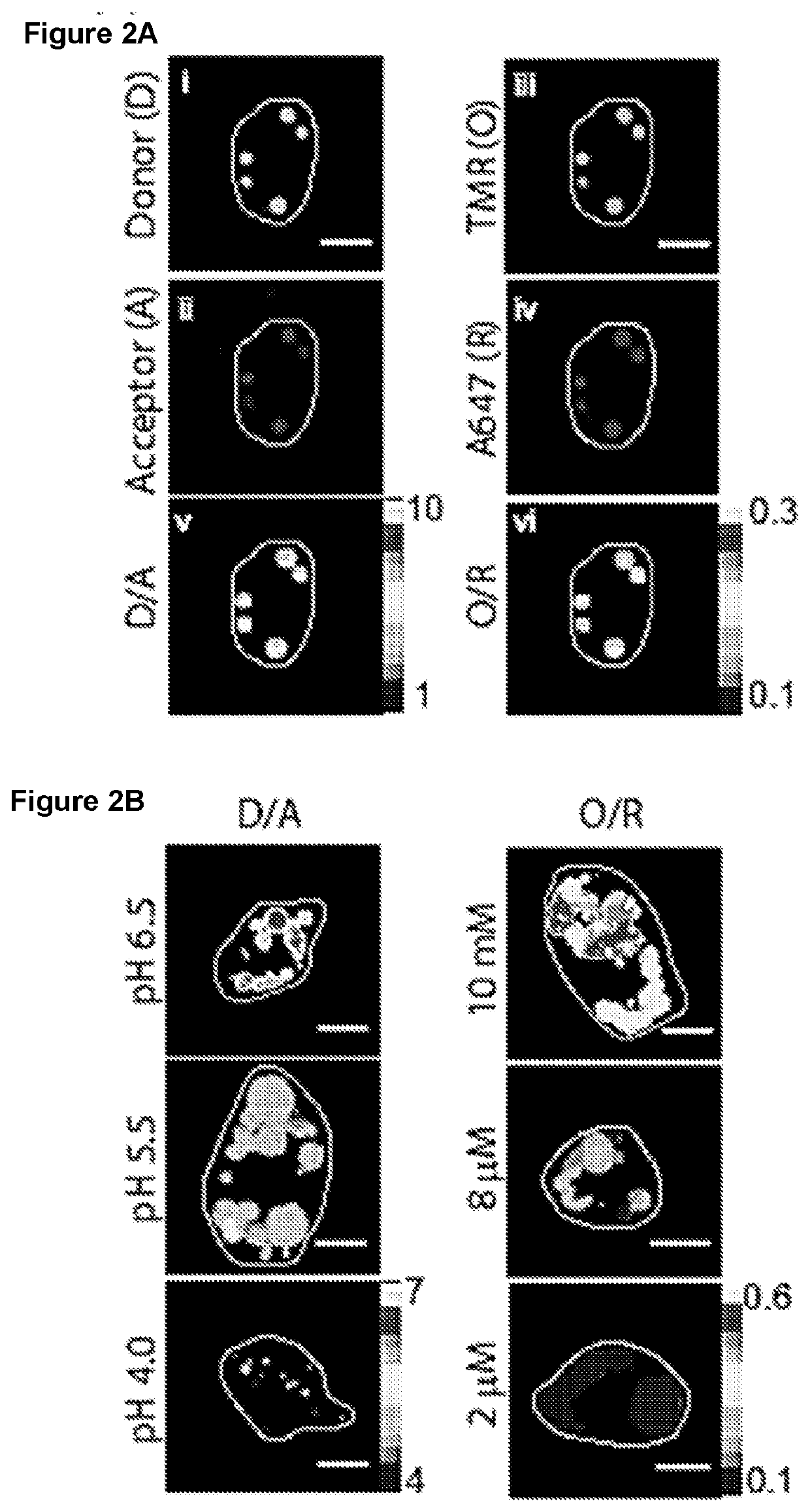 Methods of Determining pH and Calcium or Chloride Concentration in Samples