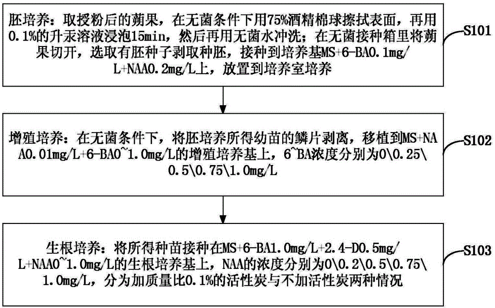 Lily culture method