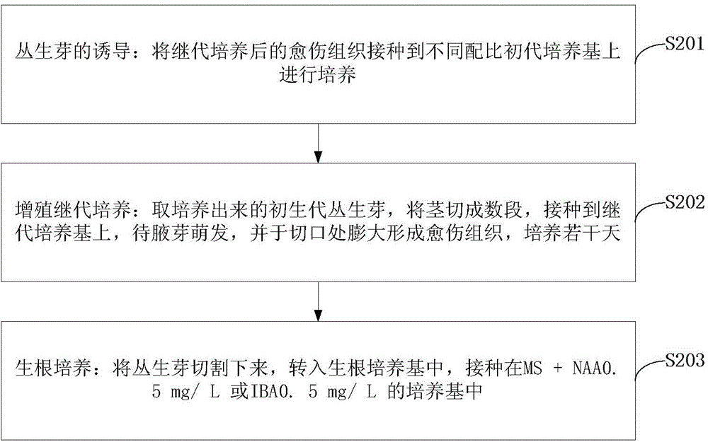 Lily culture method