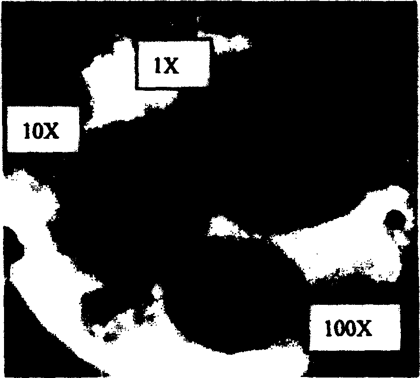 Prepn process and application of amylolytic bacillus CH-2 strain