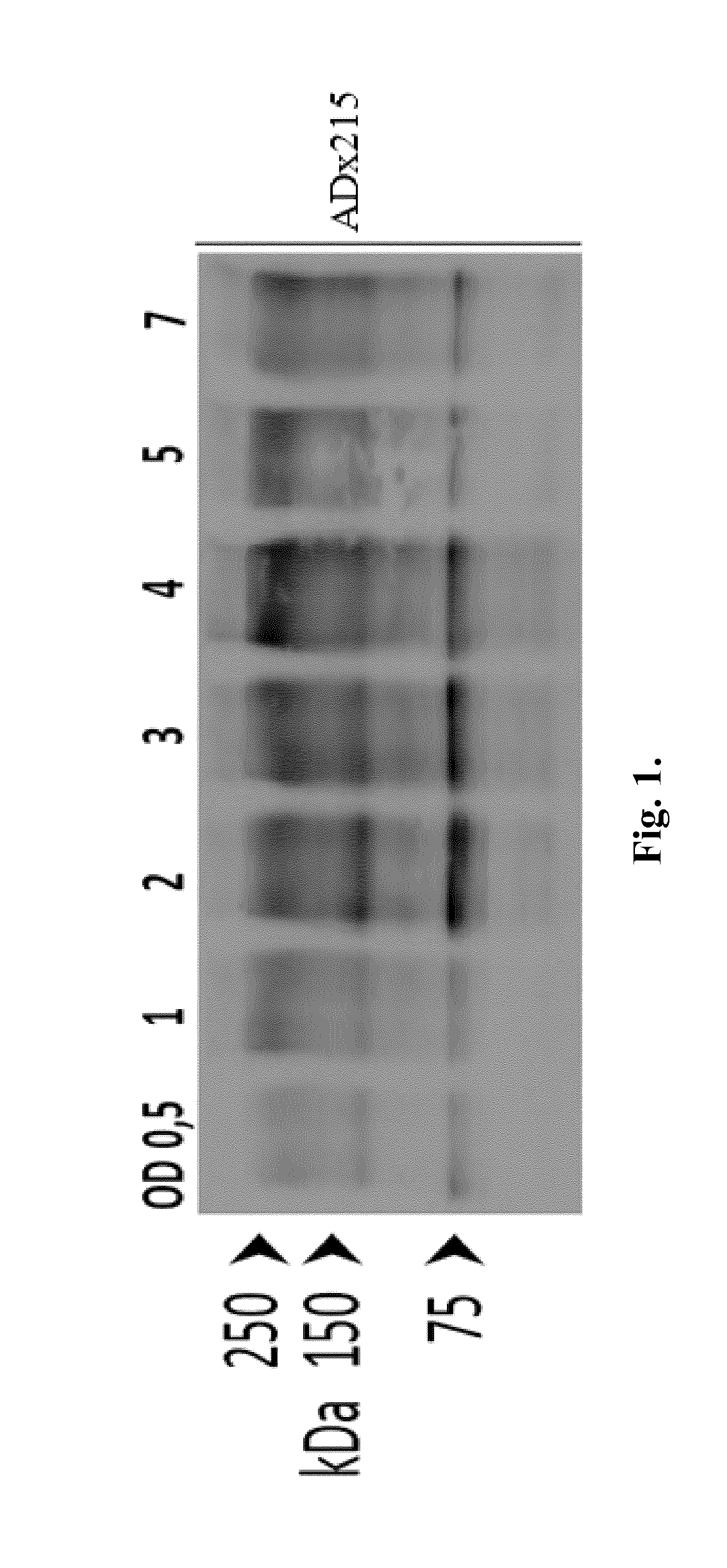 Antibodies to phosphorylated tau aggregates