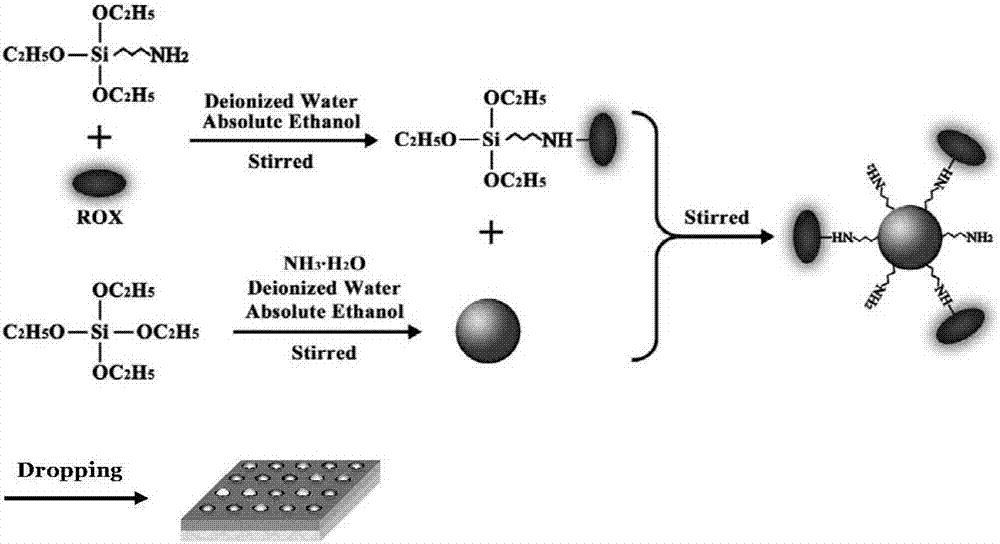 Method for preparing SiO2@ROX nanoparticle fluorescent probe array for detecting malachite green