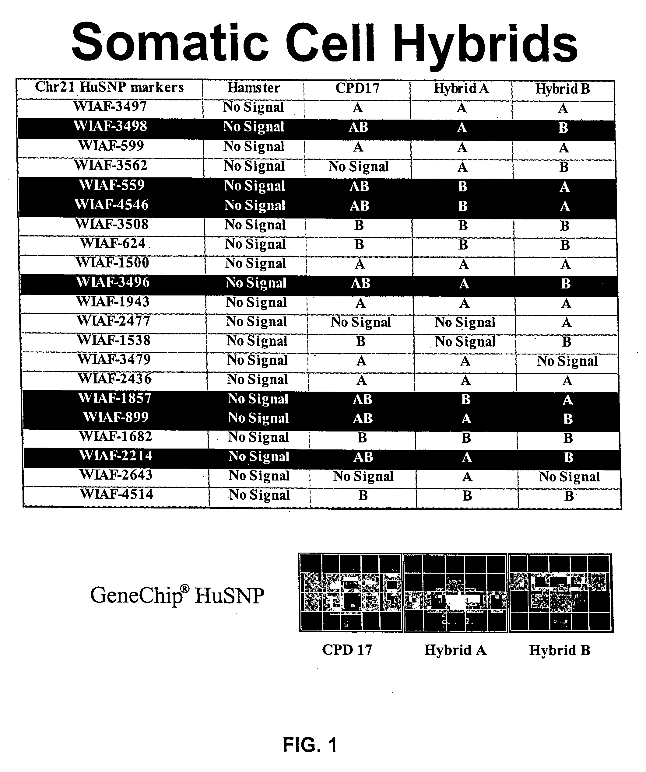 Human genomic polymorphisms