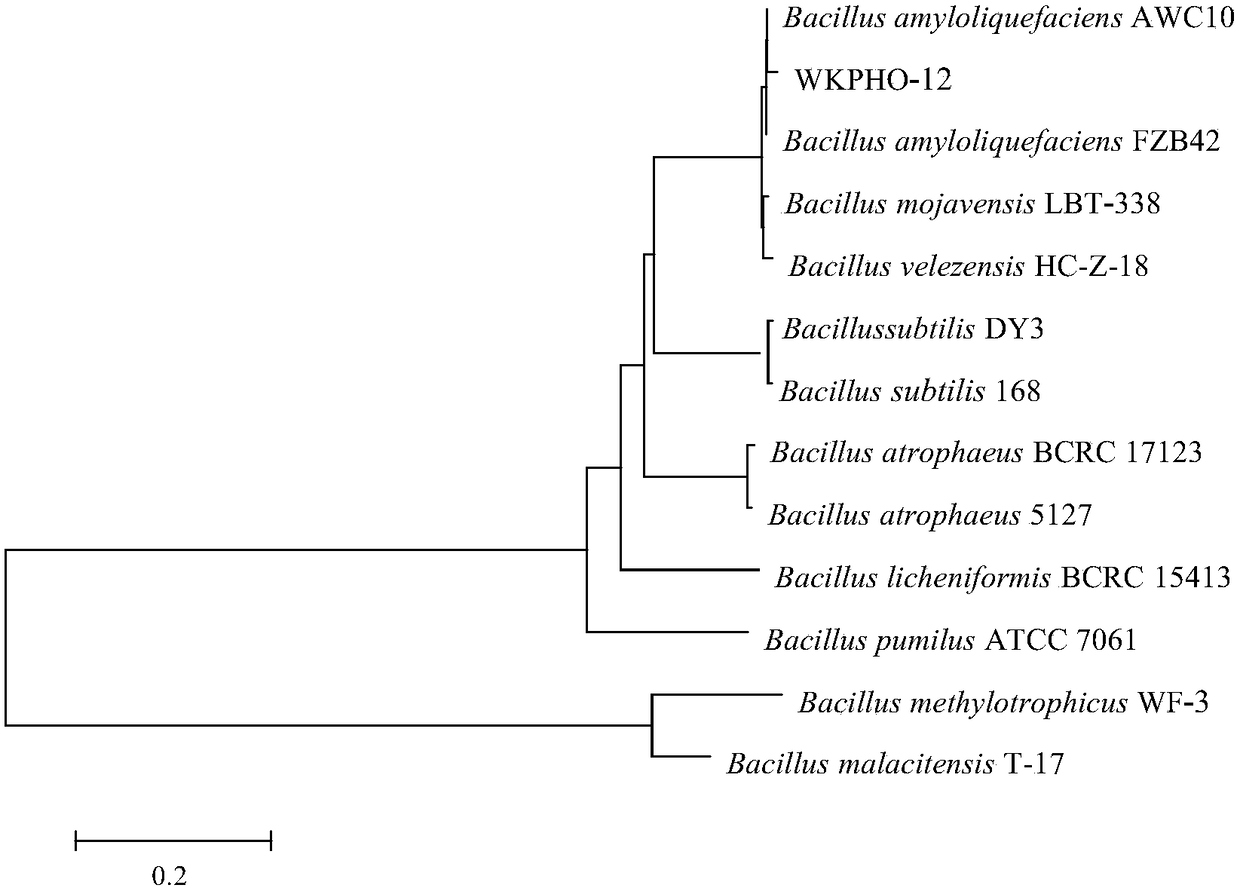 Bacillus amyloliquefaciens with effects of inorganic phosphorus degradation and disease prevention