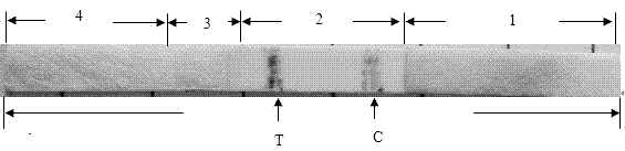 Colloidal gold test paper strip for detecting respiratory syncytial virus antibody and preparation method thereof