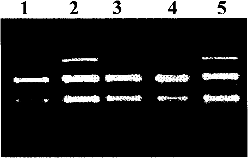 Method and kit for extracting ribonucleic acid (RNA)