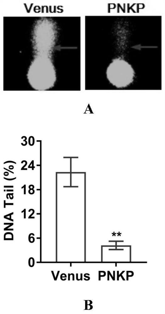 New application of polynucleotide-5'kinase-3'phosphatase