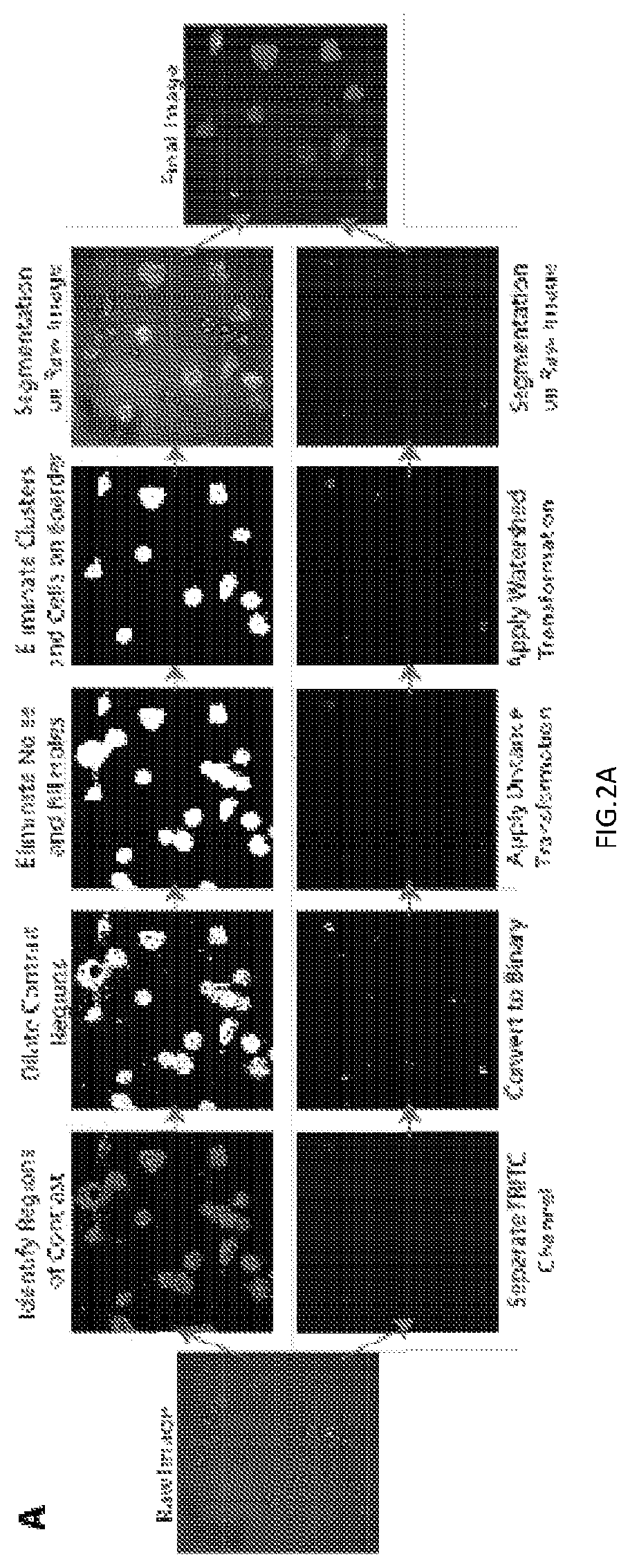 Utilizing the innate immune system to deliver therapeutic agents