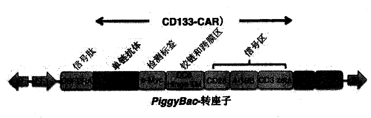 PD-1 gene silenced CD133-targeting CAR T cell and application thereof