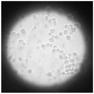 Lemon distilled wine Saccharomyces cerevisiae and its application and preparation method of lemon distilled wine