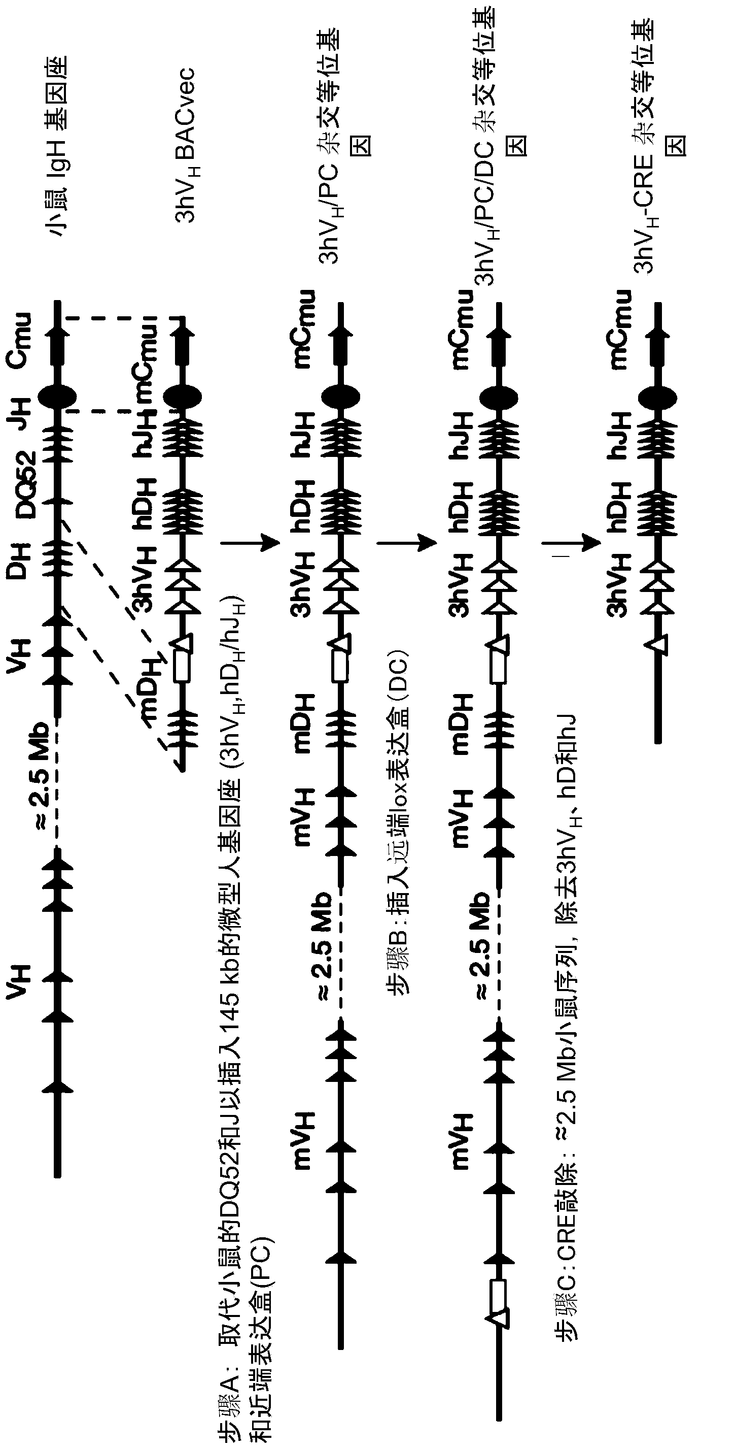 Humanized universal light chain mice