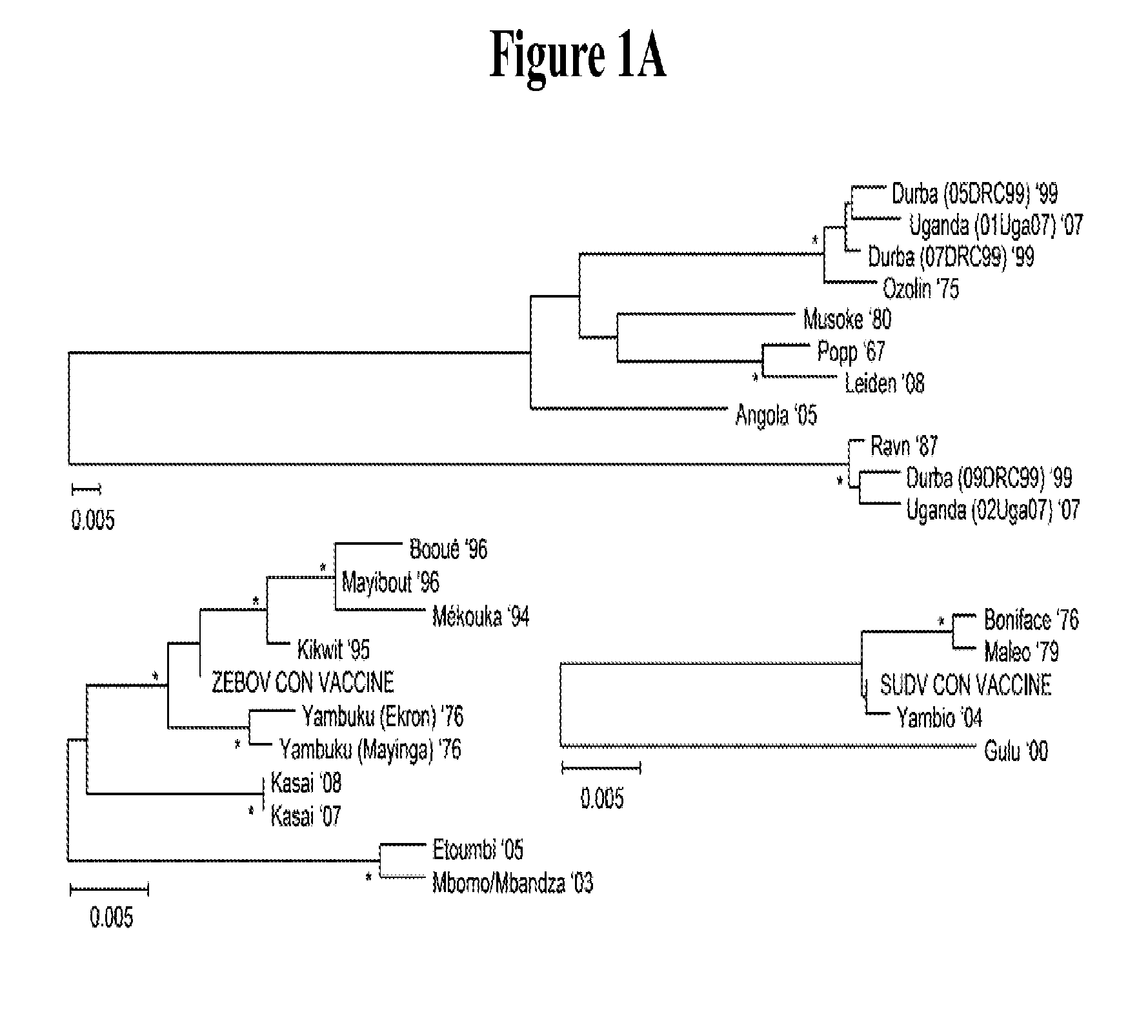 Filovirus Consensus Antigens, Nucleic Acid Constructs And Vaccines Made Therefrom, And Methods Of Using Same