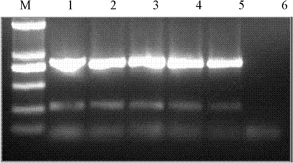 DNA extract of radopholus similis in morbid plant tissues, extraction method and application thereof