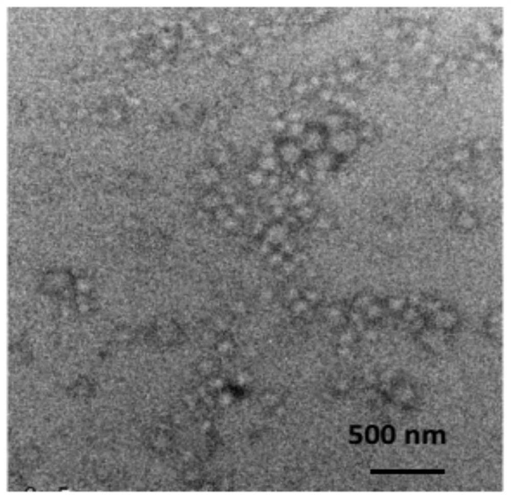 A kind of polymer nano-adjuvant and its preparation method and use