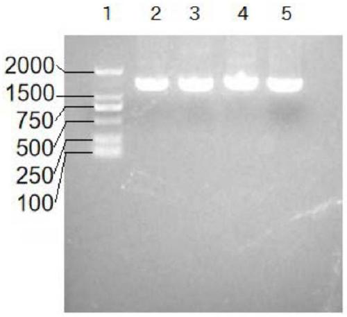 Method for efficiently expressing PCV2 Cap and PCV3 Cap fusion proteins