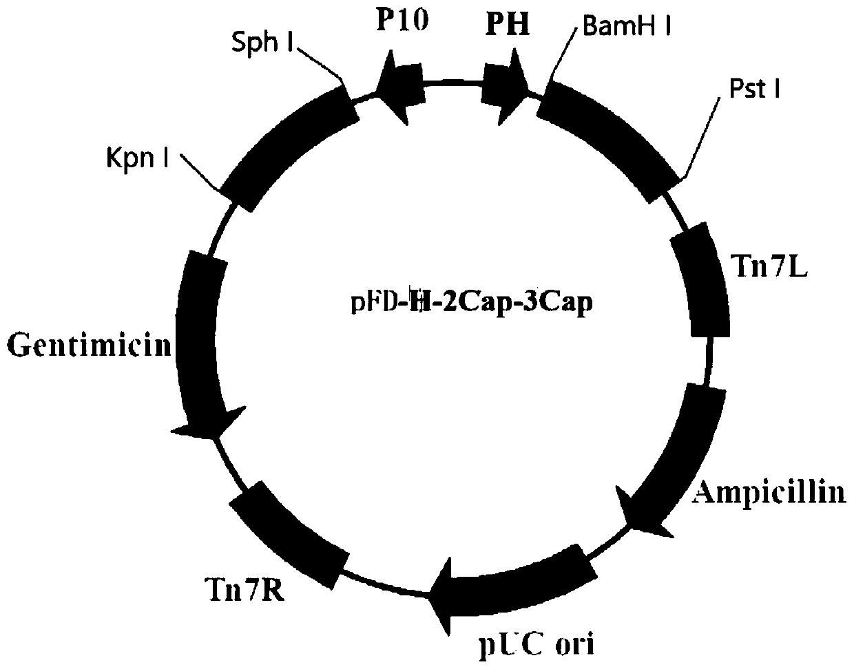 Method for efficiently expressing PCV2 Cap and PCV3 Cap fusion proteins