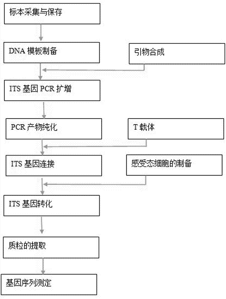 Curcama kwangsiensis DNA barcode standard gene sequence