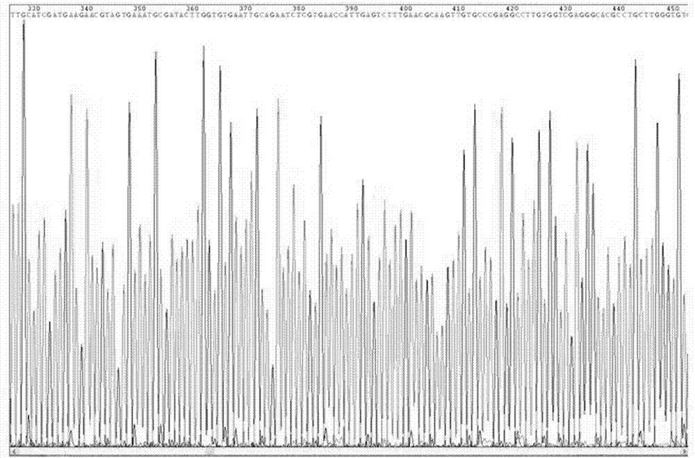 Curcama kwangsiensis DNA barcode standard gene sequence