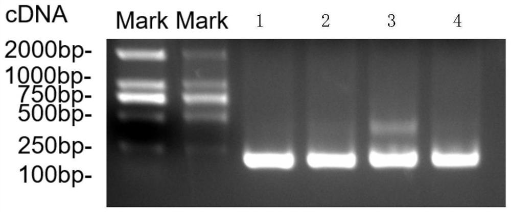 Circular RNA vaccine for influenza viruses