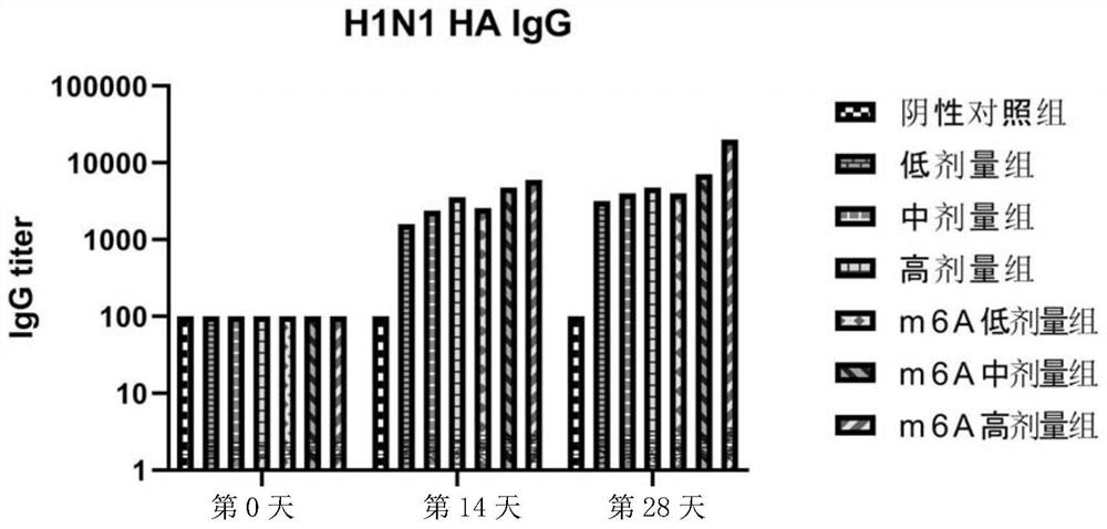 Circular RNA vaccine for influenza viruses