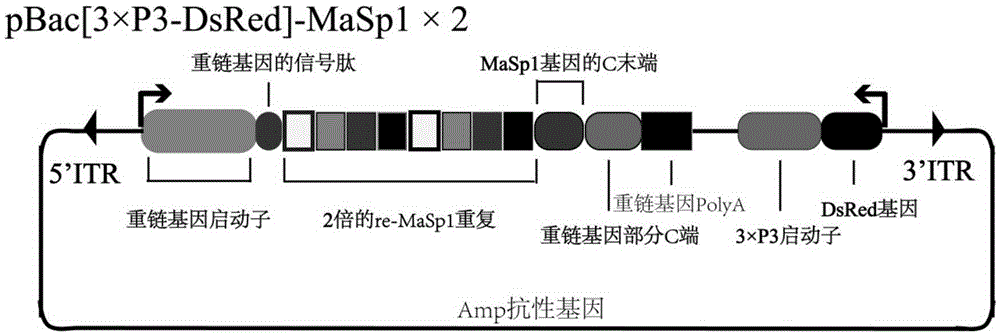 Method for synthesizing and secreting black widow spider dragline silk protein 1 through bombyx mori silk gland bioreactor