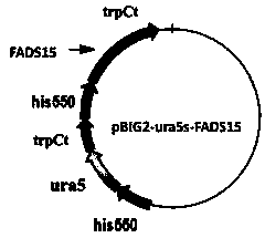 A Mortierella alpina genetic engineering strain overexpressing ω3 desaturase gene and its construction method