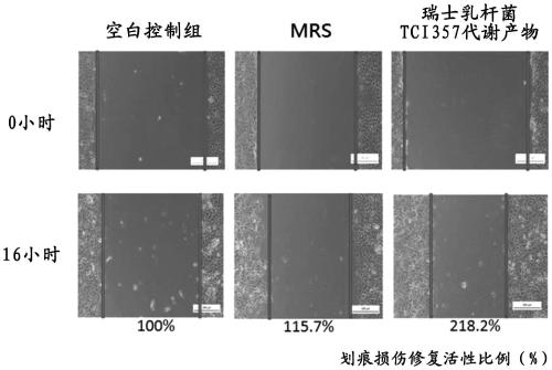 A probiotic strain for improving the health of respiratory tract as well as a composition and application of the probiotic strain