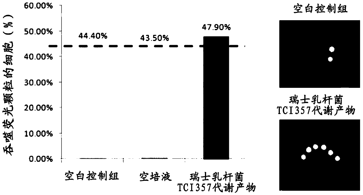 A probiotic strain for improving the health of respiratory tract as well as a composition and application of the probiotic strain