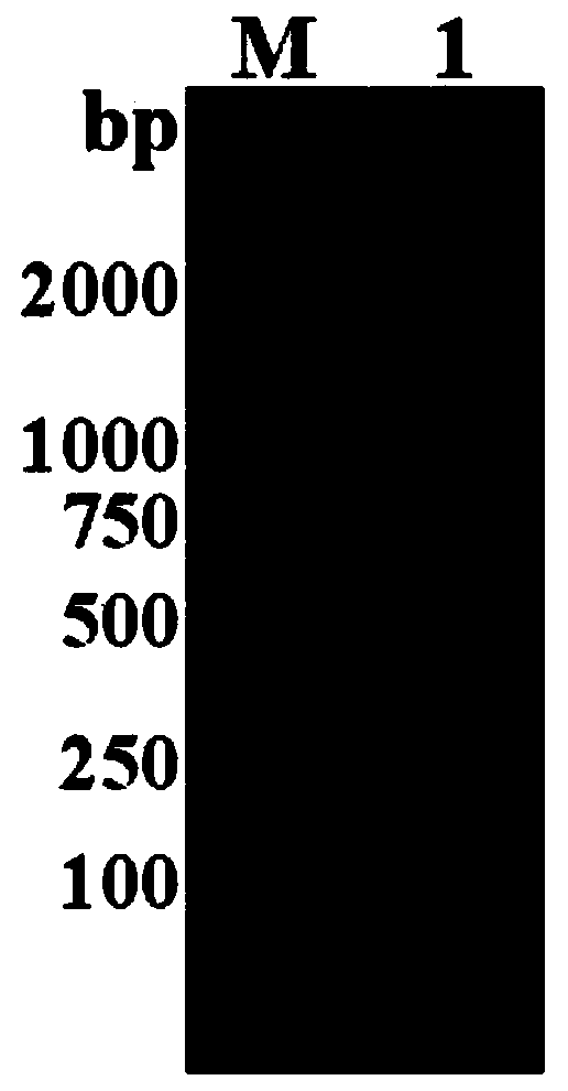 L-asparaginase as well as encoding gene and application thereof