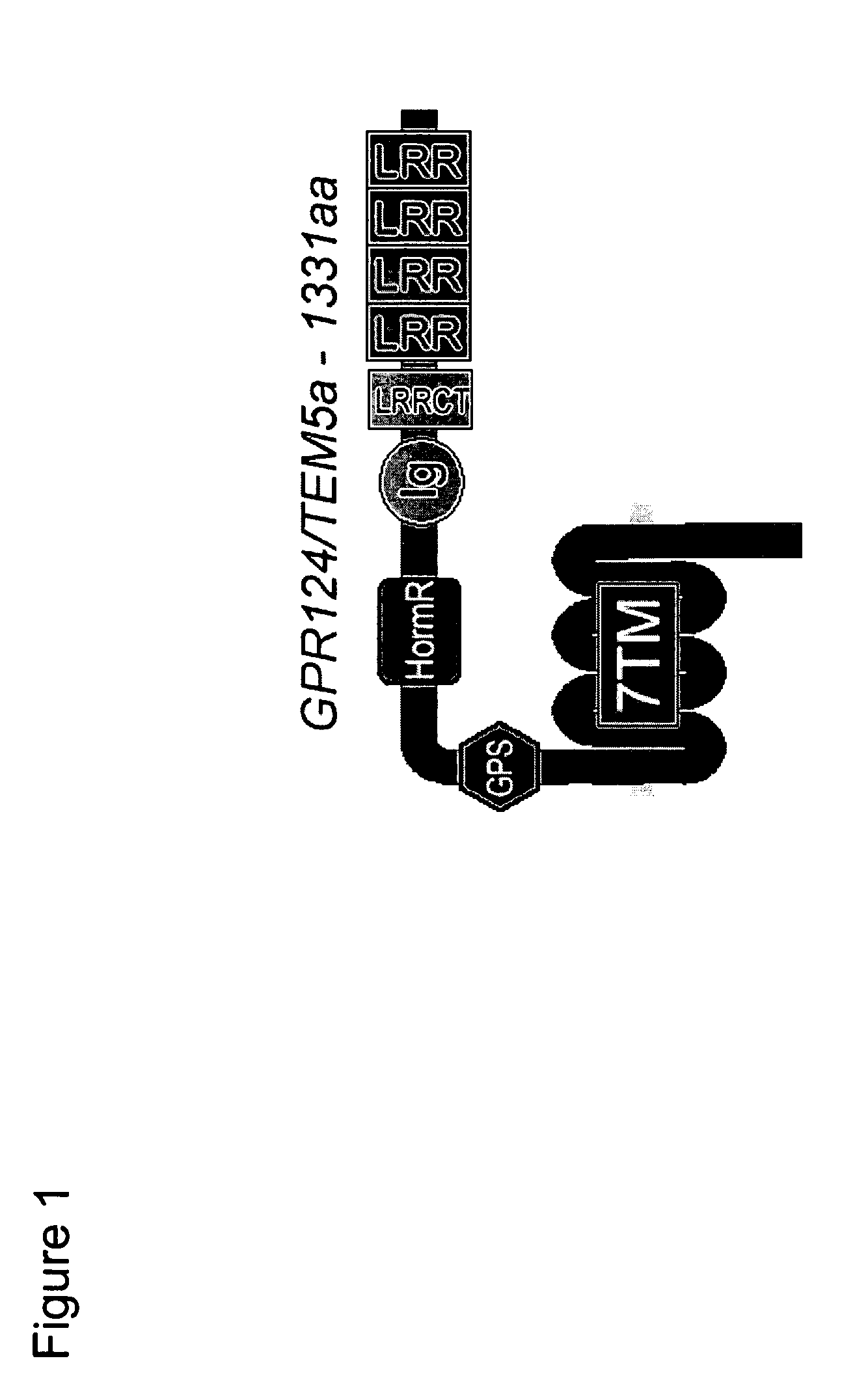 Methods of Modulating Angiogenesis