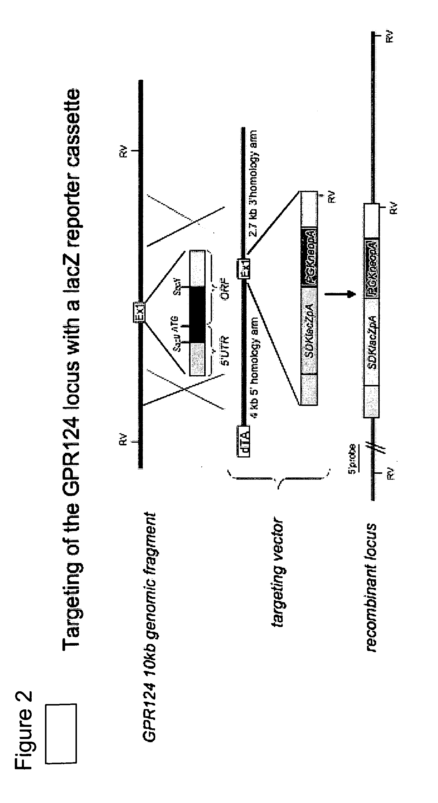 Methods of Modulating Angiogenesis