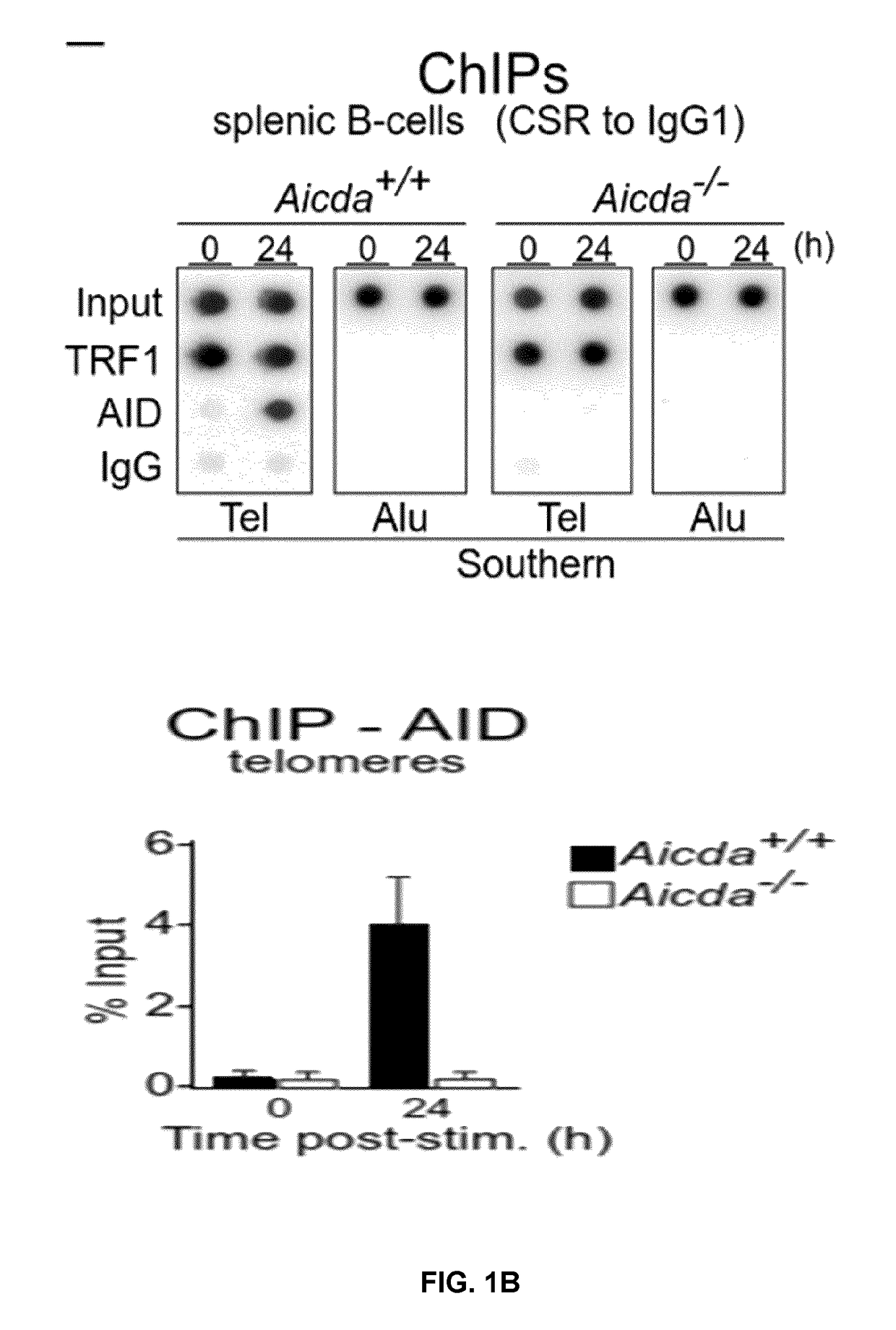 Modulating uracil-dna glycosylase and uses thereof