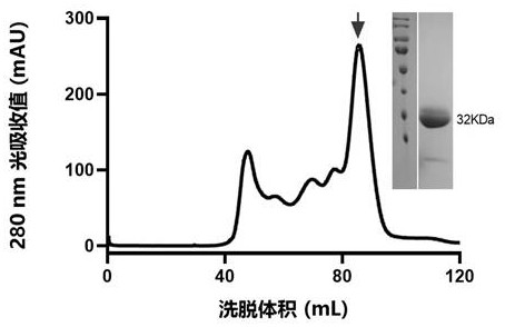 Humanized antibody of novel coronavirus rare broad-spectrum epitope and application thereof