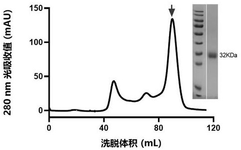 Humanized antibody of novel coronavirus rare broad-spectrum epitope and application thereof