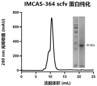 Humanized antibody of novel coronavirus rare broad-spectrum epitope and application thereof