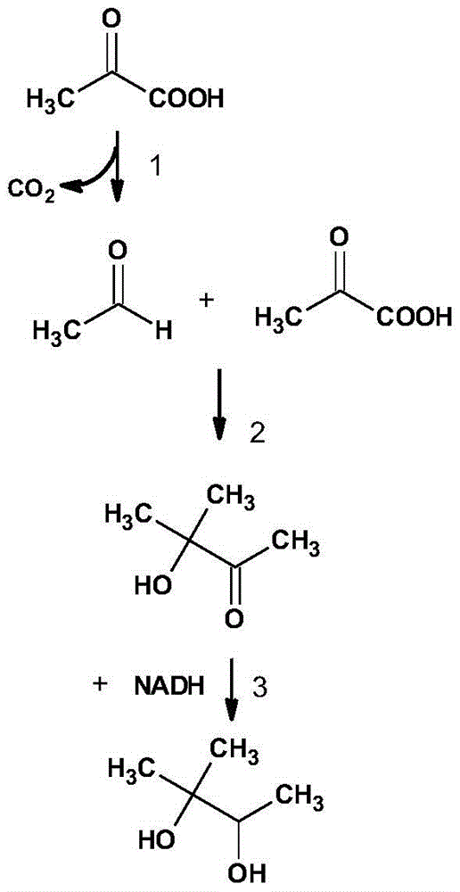 A method for biologically synthesizing acetoin and its derivatives