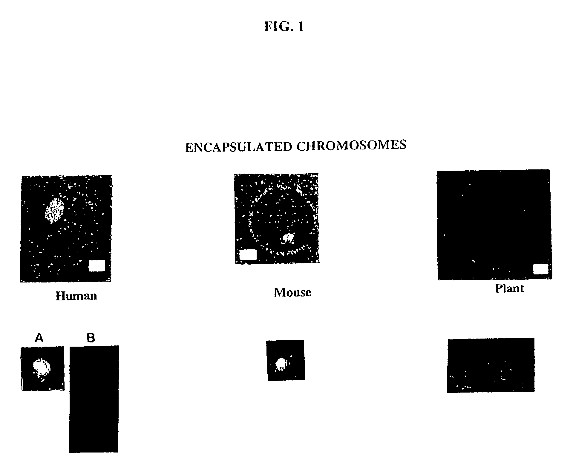 Gel microdroplets in genetic analysis