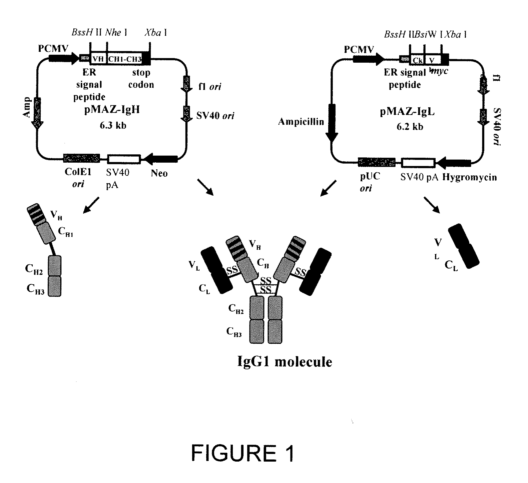 Recombinant fusion protein and polynucleotide construct for immunotoxin production