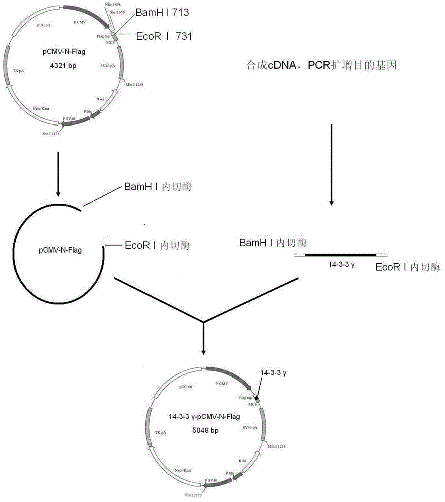 Construction method and application of human hysteromyoma 14-3-3 gamma high expression vector