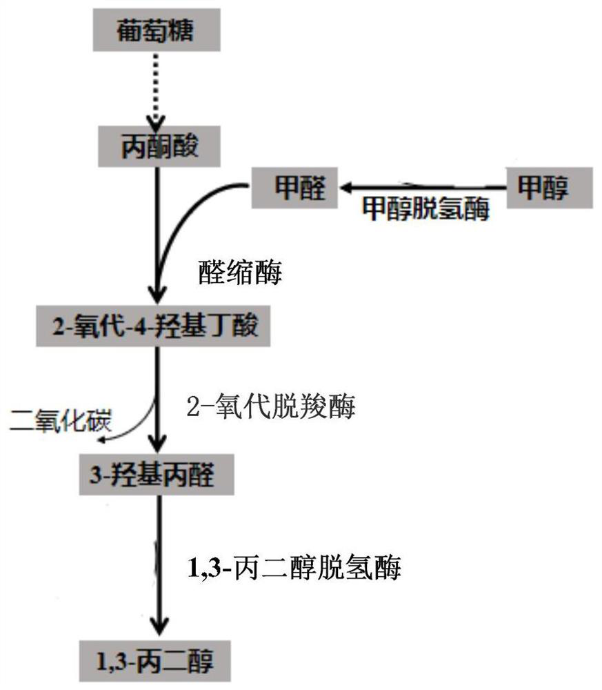 A method for producing 1,3-propanediol with methanol/formaldehyde and glucose as co-substrate