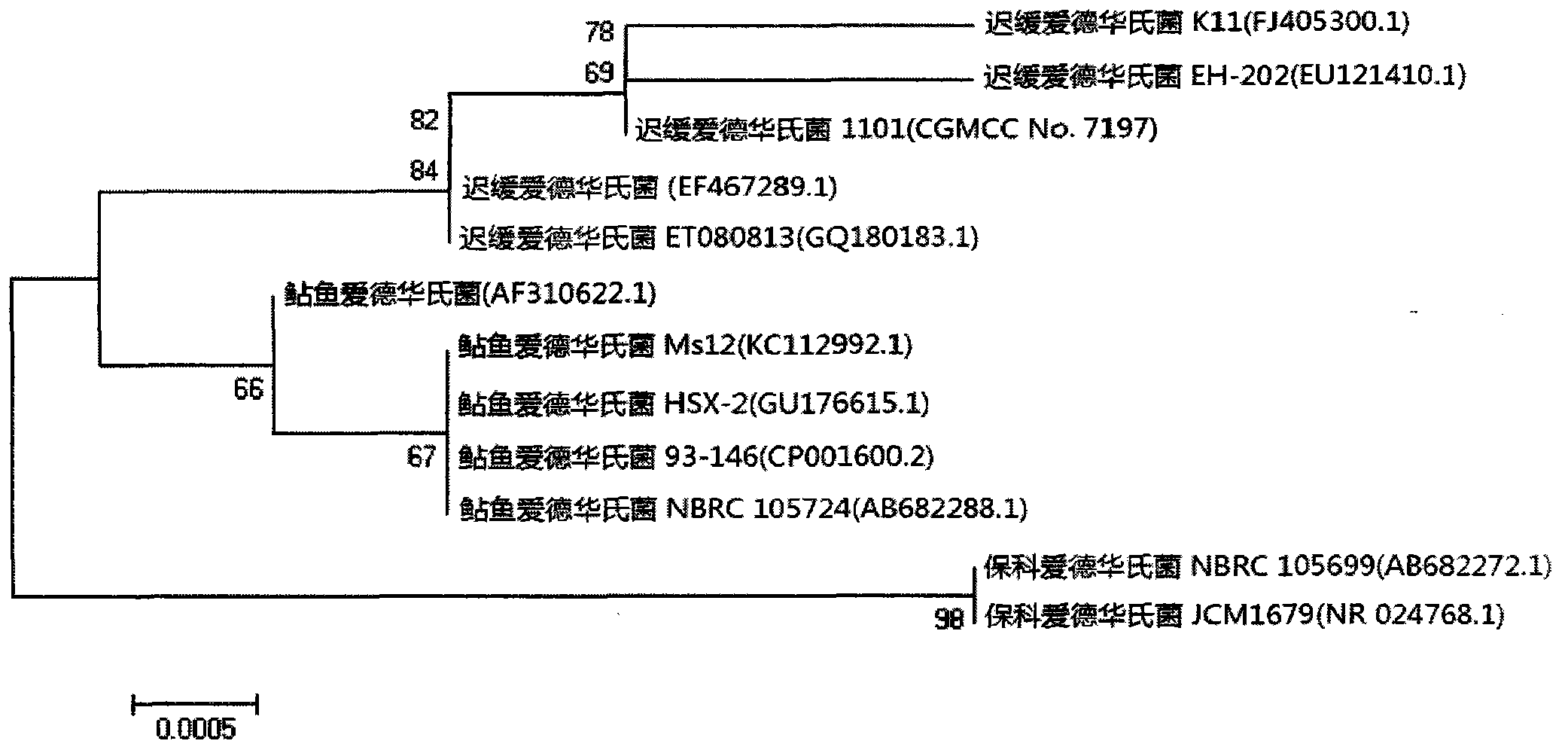 Velogenic Edwardsiella tarda vaccine strain and application thereof