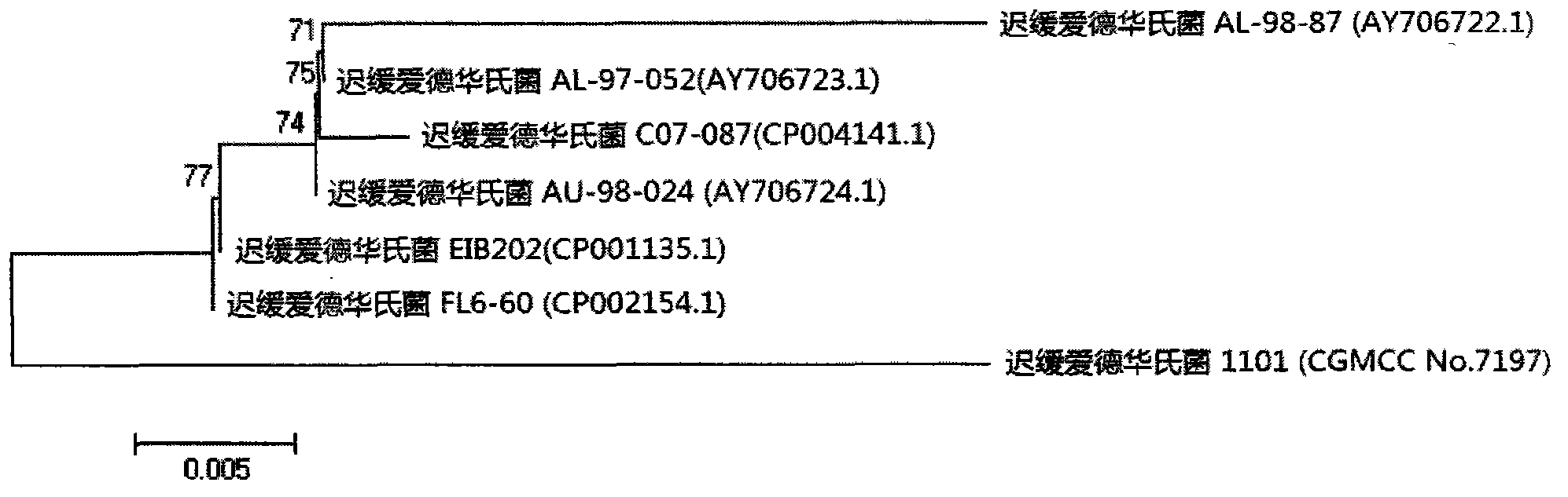 Velogenic Edwardsiella tarda vaccine strain and application thereof